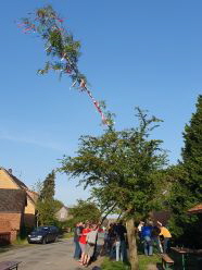 Maibaum Gledeberg 2025 klein